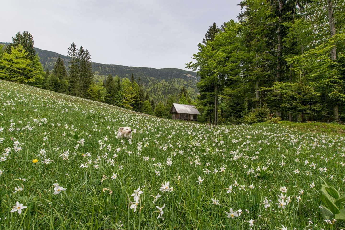 maszyny zielonkawe